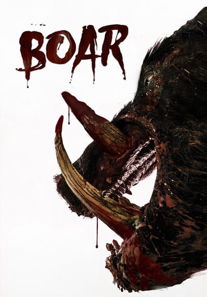 Boar