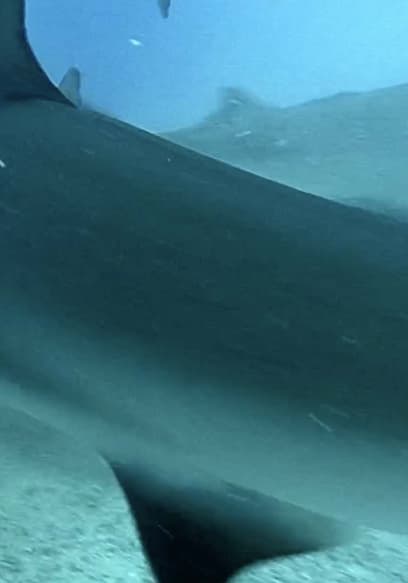 S01:E09 - Whale Sharks Kept in Giant Tank poster