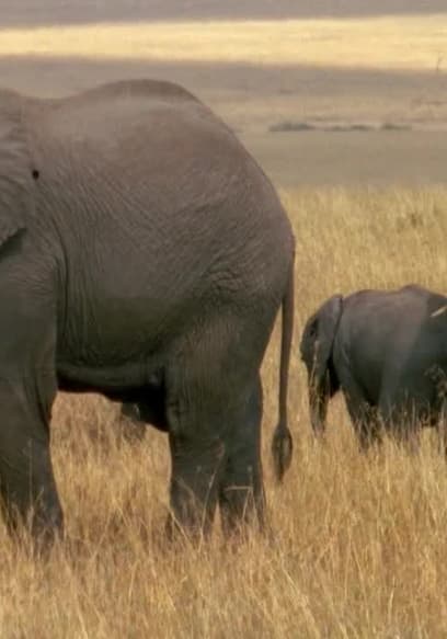 S01:E12 - Elephant poster