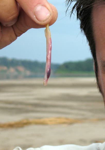 S01:E02 - Amazonian Vampire Fish poster