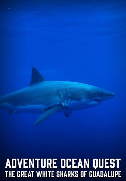 Adventure Ocean Quest: The Great White Sharks of Guadalupe