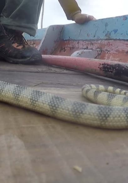 S01:E19 - Finding Poisonous Snakes of Songkhla Lake (Pt. 1) poster