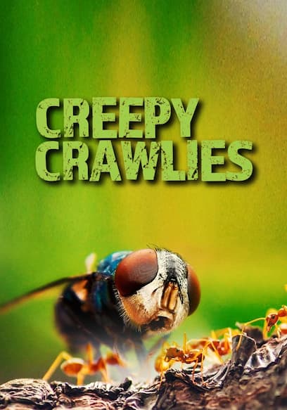 Creepy Crawlies