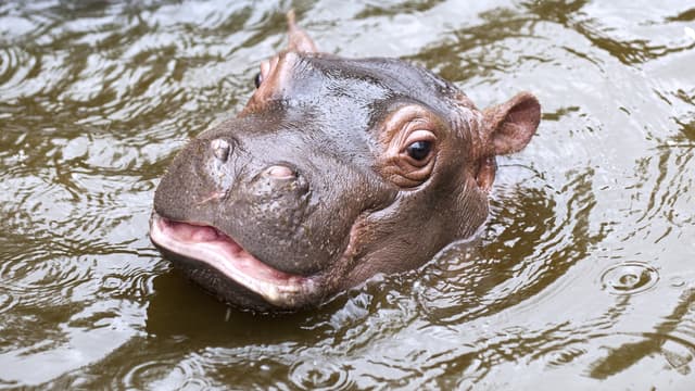 S03:E03 - Baby Animals From Asia