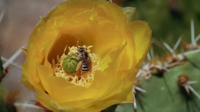 S01:E03 - Parte Tres: Mentes Colmena