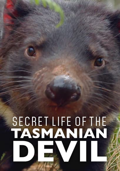 Secret Life of the Tasmanian Devil