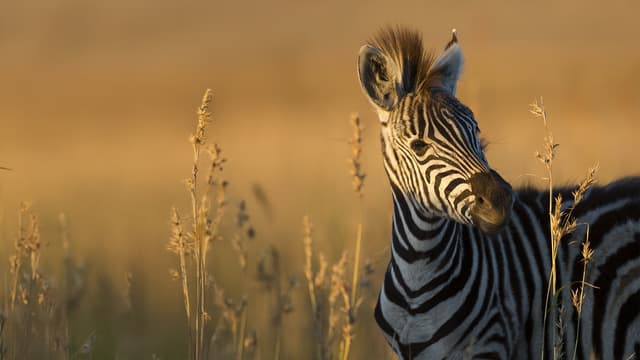 S03:E10 - Baby Animals From Latin America