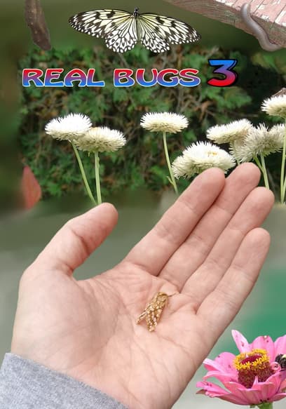 Real Bugs 3