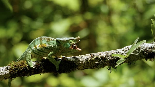 S01:E06 - Spectres of the Jungle: Madagascar's Rainforest