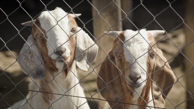 S07:E03 - Axis Deer and Wild Table