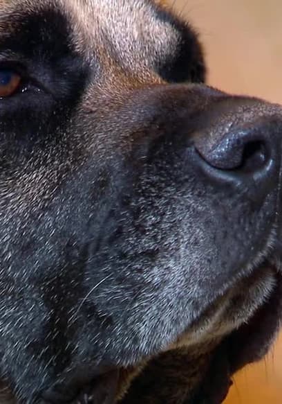 S03:E05 - Basenji, Bullmastiff and More poster
