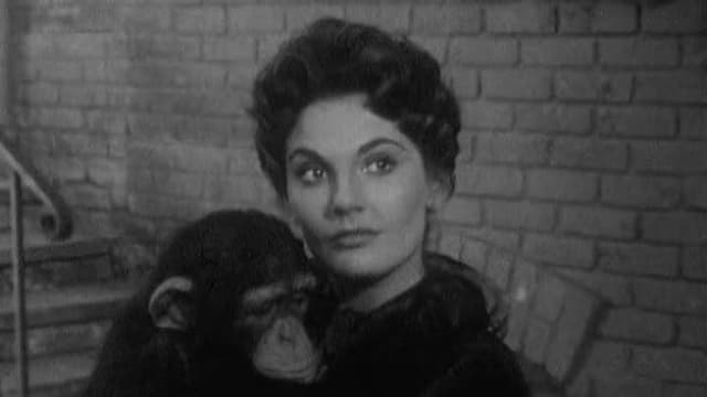 S01:E27 - The Captain's Chimp