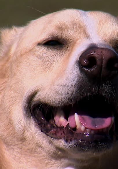 S15:E28 - Dogs poster