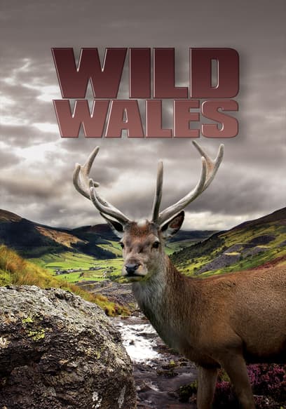Wild Wales