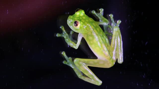 S02:E13 - The Invisible Frog