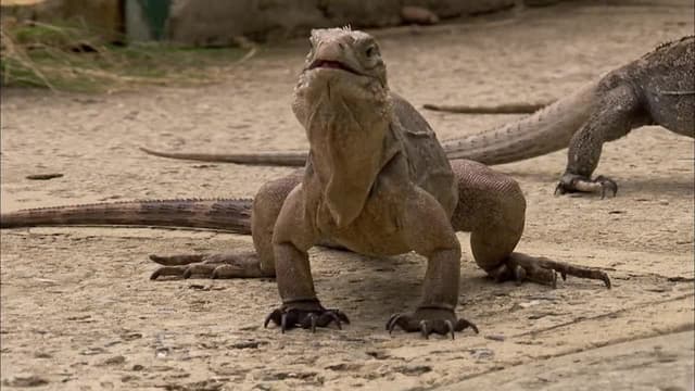 S02:E05 - Giants of Puerto Rico