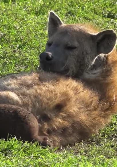 S01:E11 - Episode 11 poster