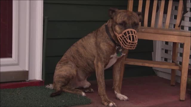 S04:E19 - Rescue Rufus