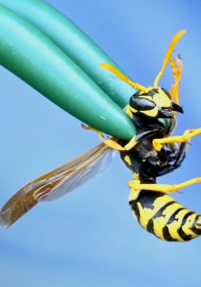 S01:E04 - Stung by a Yellow Jacket! poster