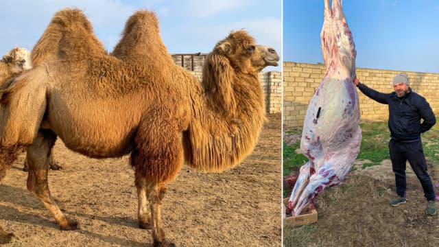 S01:E04 - Camel on a Campfire