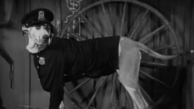 S01:E80 - Cat, Dog & Co.