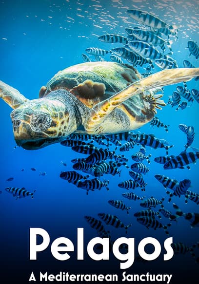 Pelagos: A Mediterranean Sanctuary