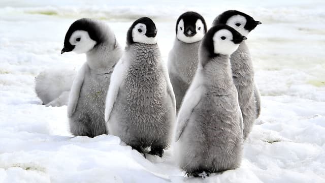 S03:E05 - Baby Animals From Australia and New Zealand