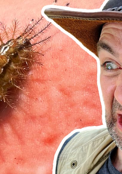 S05:E11 - Stung by the Giant Silk Caterpillar! poster