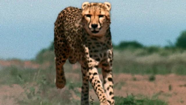 S01:E14 - Cheetah