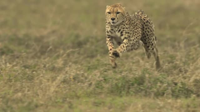 S01:E01 - Cheetah: Speed Trap