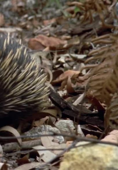 S01:E11 - Echidna poster