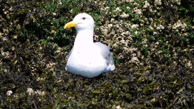 S01:E10 - Sea Critters