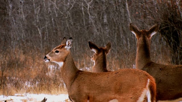 S10:E24 - Jim Hunting the Whitetail Buck Named, Curly