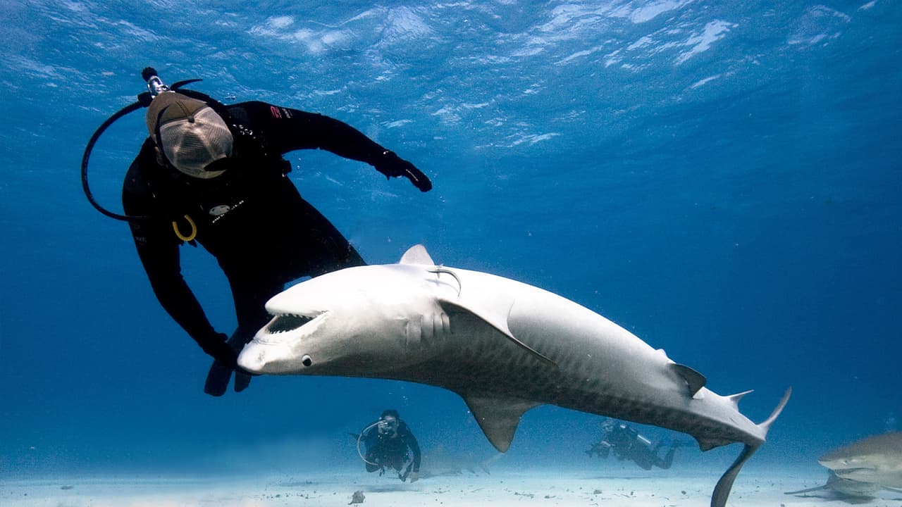 Watch The Shark Con