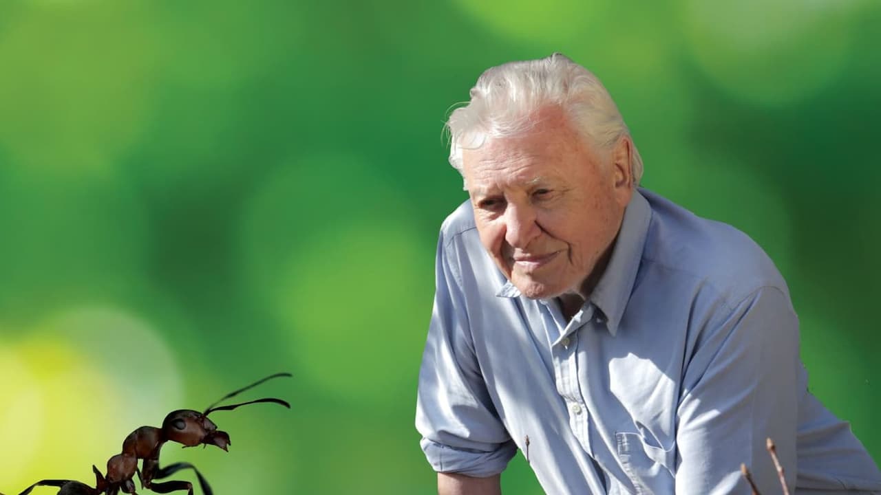 Watch David Attenborough's Ant Mountain
