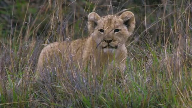 S01:E01 - Gatos grandes de África