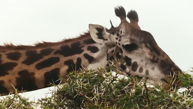 S01:E08 - Dean Schneider Up Close With Africa’s Wildest Animals