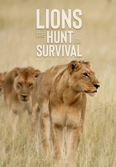Lions: The Hunt for Survival poster