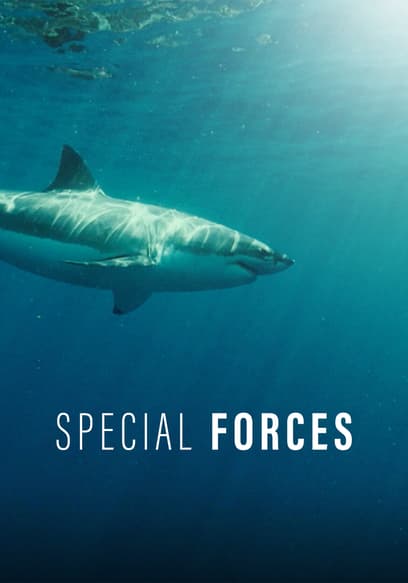 Special Forces (Español)