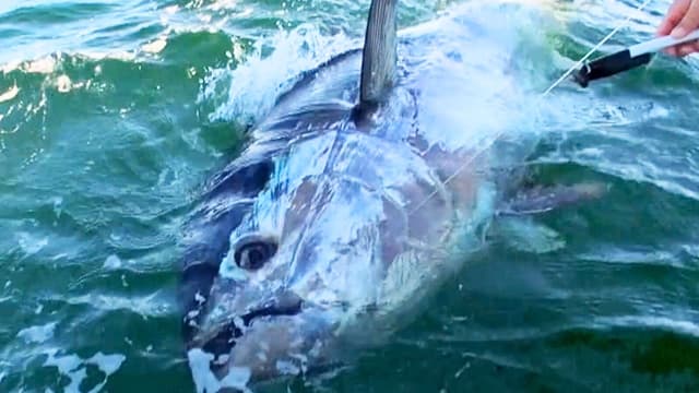 S01:E11 - 600 Yard Monster Bluefin Run: Prince Edward Island