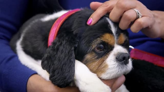 S01:E01 - Scooby, Tiger, and Otis