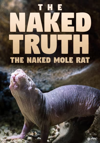 The Naked Truth: The Naked Mole Rat