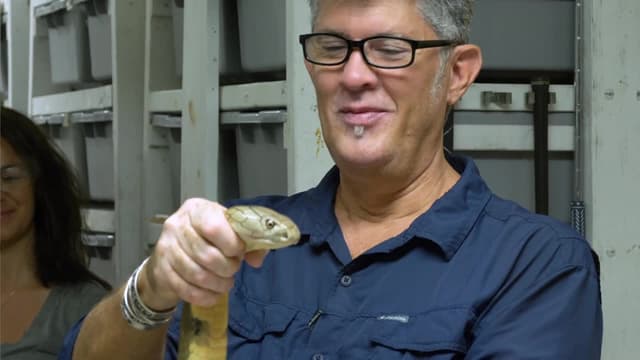 S10:E15 - Catching a Frilled Dragon! / King Cobra: World's Deadliest Venom Milking