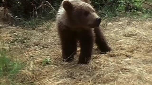 S05:E509 - The Man Who Loved Bears (Pt. 2)