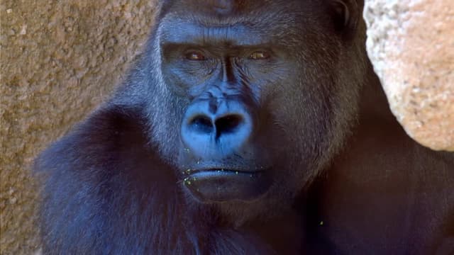 S01:E07 - Big Eaters