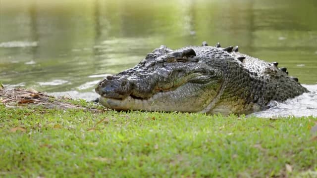 S02:E05 - Crocodile Love Story