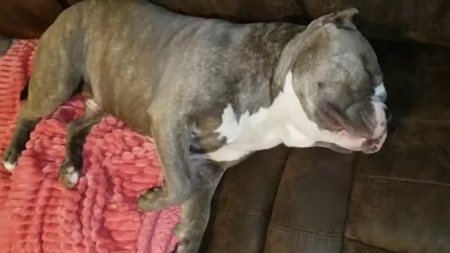 S01:E04 - Top 10 Times You Wondered Why the Pet Got So Expensive