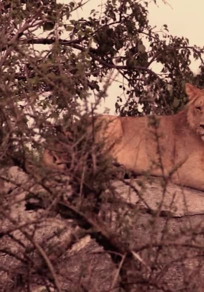 S01:E01 - Lions, Dolphins, Cats and More poster