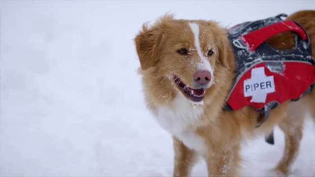 S01:E04 - Billion Dollar Dogs