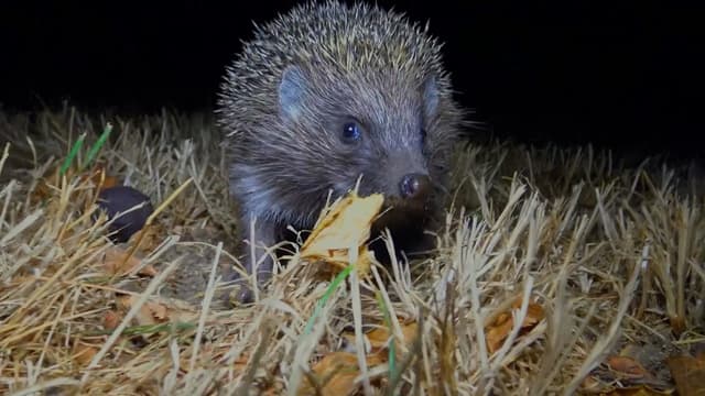 S01:E12 - Hedgehog Hospital